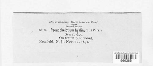 Pseudohelotium hyalinum image